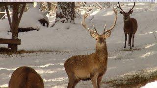 Documentario La neve - Geo e Geo