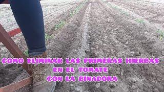 COMO ELIMINAR LAS PRIMERAS HIERBAS EN EL TOMATE CON LA BINADORA | Verdura Vital | ECOLÓGICO