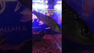 what is going on? #local #kelah #aquafish #fish #ytshort