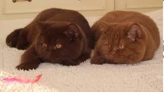 Cattery "Your Honor"   British Shorthair kittens, color chocolate and cinnamon