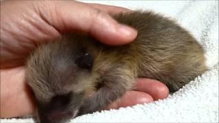 May 17, 2015 baby raccoon has hiccups mp4