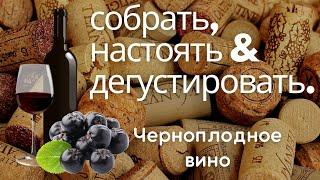 Вино из черноплодки. ПРОСТОЙ рецепт