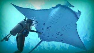 Manta ray, a giant of the ocean