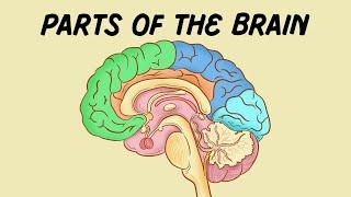 Parts of the Brain