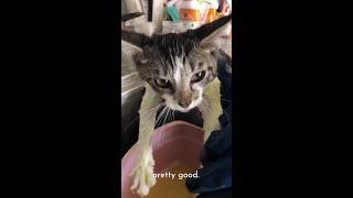 Lolly the kitten has ringworm!   time for a lime-sulfur bath | #shorts