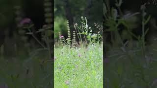 Ce fu en Mai, May song ‹medieval music›