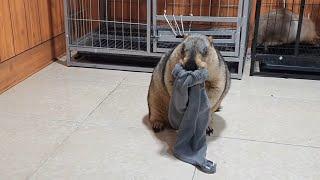 Is the marmot trying to eat a towel?