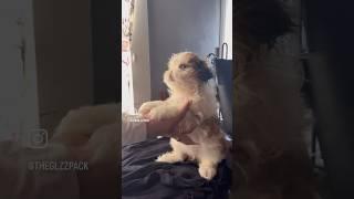 Rehoming a Shih Tzu baby