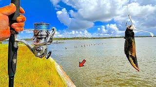 Fishing a BLUE CRAB CLAW! alongside my Seawall and Caught THIS!