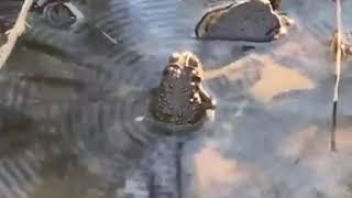 Water Waves Formed by Frog Singing