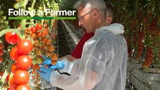 Growing tomatoes - Follow a Farmer UK, Thanet Earth S1:E1