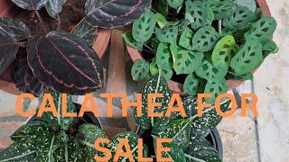 Calathea Plants Online Sale #Sale Video #Malayalam Video