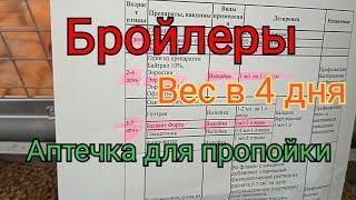 Бройлеры. Вес бройлера в 4 дня.  Пропойка цыплят ( аптечка для бройлера )