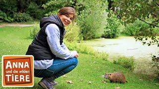 Nutrias in der Nachbarschaft | Reportage für Kinder | Anna und die wilden Tiere