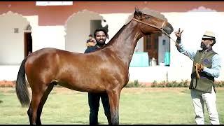 The best Marwari horse show of India. One and only Ransi Horse show. Get ready for the 2022 session.