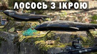 Рибалка на ЛОСОСЯ. Канада. Британська Колумбія