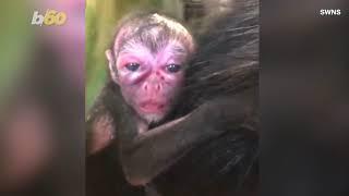 Must See! Watch This Spider Monkey Give Birth While Swinging and Climbing Around Her Enclosure