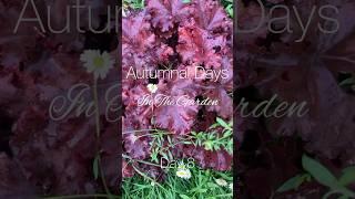 Autumnal Days in the Garden Day 8 Heuchera, the foliage plant of the season! #garden #autumngarden