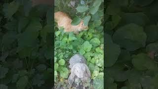 Босс! Хищник в джунглях !!!