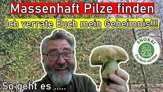 Massenhaft Pilze finden - Ich verrate Euch mein Geheimnis - immer volle Körbe