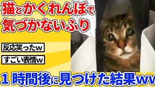 [2ch Animal Thread] Pretending not to notice a cat while playing hide-and-seek → "I found you!" a...