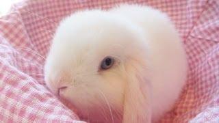 Pure White Baby Bunny in a Basket