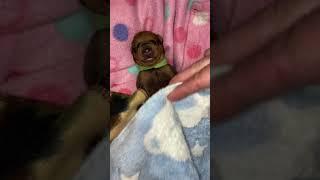 2 day old German Pinscher puppy