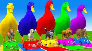 5 Giant Duck Cartoon,Cow,Elephant,Giraffe,Tiger,Lion, Paint Wild Animals Crossing Fountain Animation