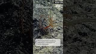 New Sea Spiders Feed on Methane at Ocean Floor