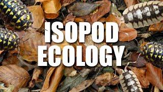 We NEED to make some changes in how we keep ISOPODS!