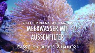 Nano Meerwasser Aquarium mit Außenfilter Nach 2 Monaten Viel Freude mit dem Riff & Korallen Fischen