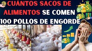 Los errores comunes en la alimentación de pollos