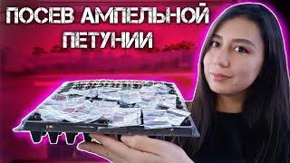 посев АМПЕЛЬНОЙ ПЕТУНИИ. выращивание петунии из семян.