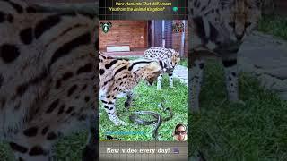 Hidden World of Wildlife: Stunning Moments vs. Shocking Survival Battles. #animals #animalshorts