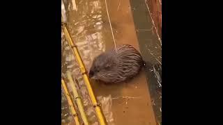 I am pretty sure my soul left my body - TikTok