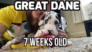 7 Week Old Great Dane Puppy to 9 Months Old! Loki The Great Dane