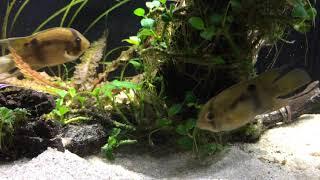 Keyhole cichlids (Cleithracara maronii) preparing nesting sites