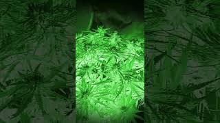  Цветение марихуаны 22 DAYS  Grow cannabis 74 DAYS   Клоны  Конопля   FIMMING ,TOPPING , LST.