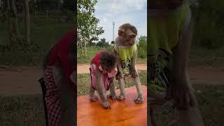 Look so adorable Monkey | #shorts #bae3 #youtubeshorts #animals #Love