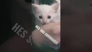 He’s SO CUTEEEEEEEE!!!!!! #viral #fypシ #foryou #shorts #entertainment #4you#animals