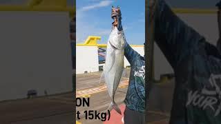 Strike Big Eye Trevally 11kg Gt Fish | Great Trevally Catch #ikancupak