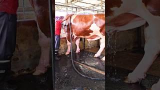 Holstein Friesian bull's beautiful color pops up when he gets showered