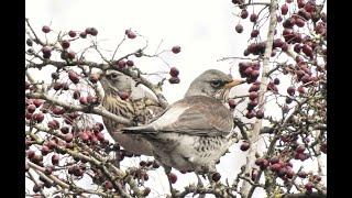 Notes on Nature TV 6: How birds got their names, gardening for nature and wonderful wildlife photos