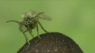 Wild Isles: Lords-and-ladies pollination at Hutton Woods