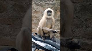 Hanumaner bike chalano video#hanuman #monkey #balaji