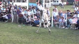 Monta especial de Paco Martinez vs El Indio en Campo Nano Kaiser 2019 Alcaraz (Entre Rios)