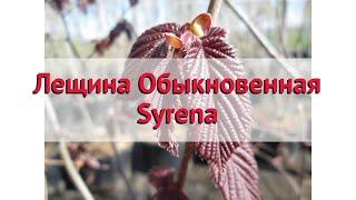 Лещина обыкновенная (syrena)  Обзор: посадка и уход. крупномеры лещины : описание и особенности