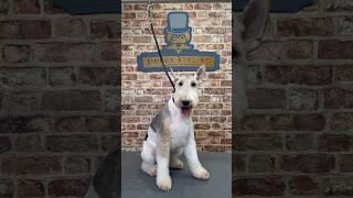 Doggy Daily Episode 190: Rupert the Wire Haired Fox Terrier  #wirehairedfoxterrier #doggrooming