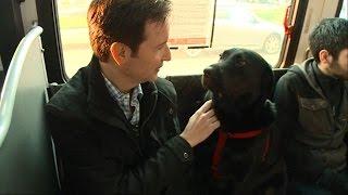 Dog Rides the Bus Solo