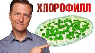 Польза хлорофилла. Вот почему нужно есть овощи и зелень! 